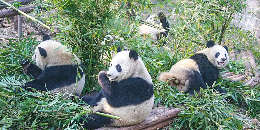 Giant Pandas